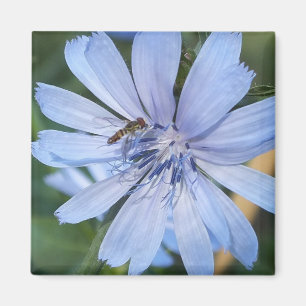 Blue Radicchio Blume N Bee Magnet