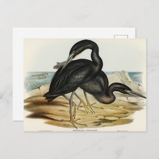Blue Reef Heron von Elizabeth Gould Postkarte (Vorne/Hinten)