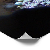 Blue Regal Tang Poster (Ecke)