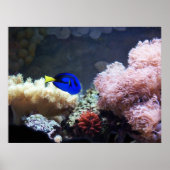 Blue Regal Tang Poster (Vorne)