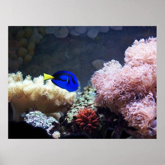 Blue Regal Tang Poster (Vorne)