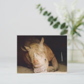 Blue Rhino Postkarte (Stehend Vorderseite)