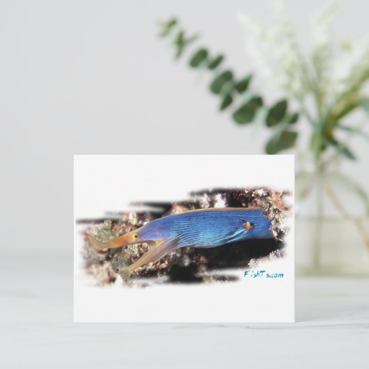 Blue Ribbon Eel Postkarte (Stehend Vorderseite)