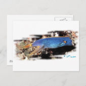 Blue Ribbon Eel Postkarte (Vorne/Hinten)