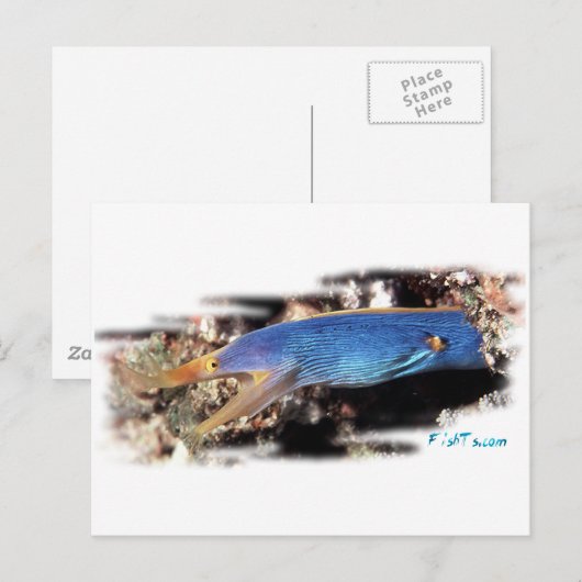 Blue Ribbon Eel Postkarte (Vorne/Hinten)