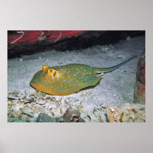 Blue Ribbon Schwanz Stingray Poster