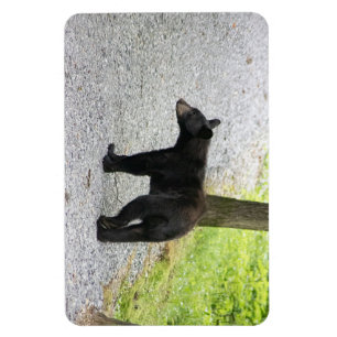 Blue Ridge Parkway - Bär 3 Magnet