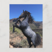 Blue Roan Horse in der Wüste Postkarte züchten (Vorderseite)