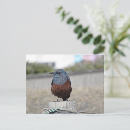 Blue Rock Thrush Postkarte (Stehend Vorderseite)