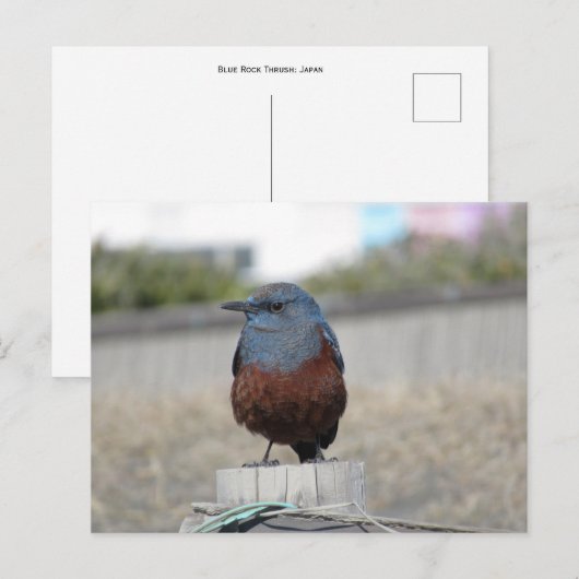 Blue Rock Thrush Postkarte (Vorne/Hinten)