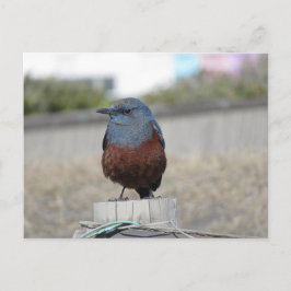 Blue Rock Thrush Postkarte