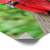 Blue Rooster Poster (Ecke)