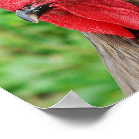 Blue Rooster Poster (Ecke)