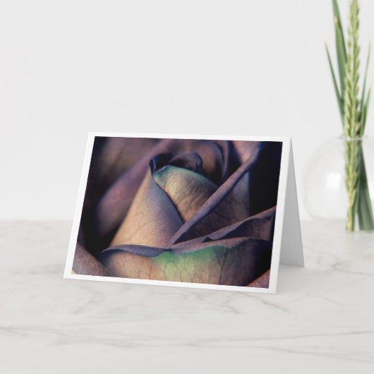 Blue Rose Close up Karte (Vorderseite)