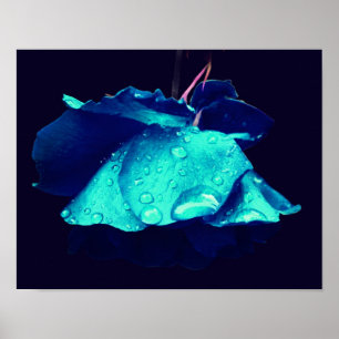 Blue Rose Lingering Raindrops Abstrakte Blume Kuns Poster