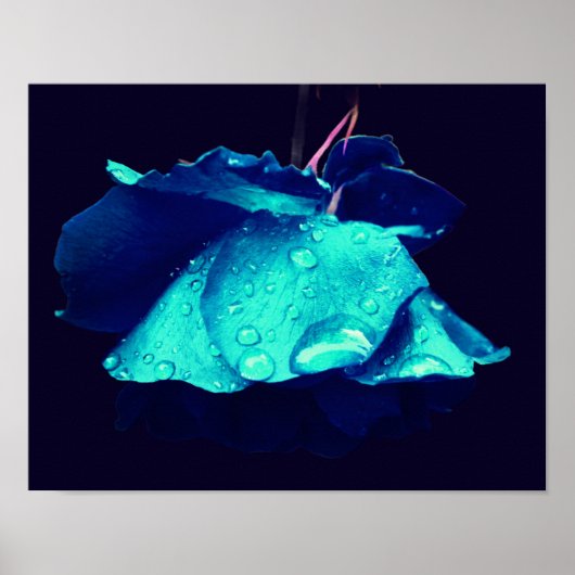Blue Rose Lingering Raindrops Abstrakte Blume Kuns Poster (Vorne)