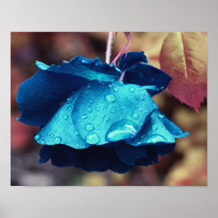 Blue Rose Lingering Raindrops Blume Art Poster