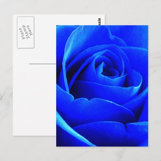 Blue Rose Postcard Postkarte (Vorne/Hinten)