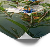 Blue Rosemary Blume Art Print Poster (Ecke)