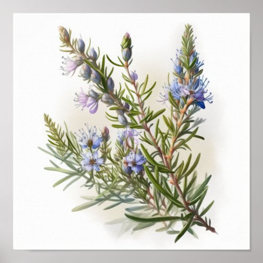 Blue Rosemary Blume Art Print Poster (Vorne)