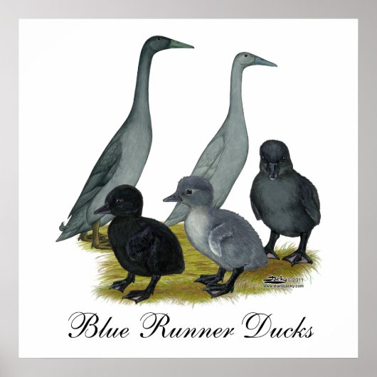 Blue Runner Duck Family Poster (Vorne)