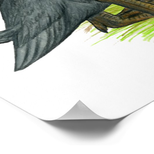 Blue Runner Ducks Poster (Ecke)