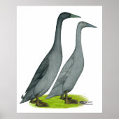 Blue Runner Ducks Poster (Vorne)