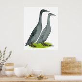 Blue Runner Ducks Poster (Küche)