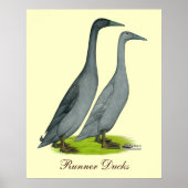Blue Runner Ducks Poster (Vorne)