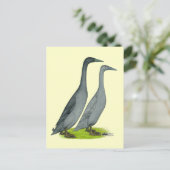 Blue Runner Ducks Postkarte (Stehend Vorderseite)