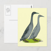 Blue Runner Ducks Postkarte (Vorne/Hinten)