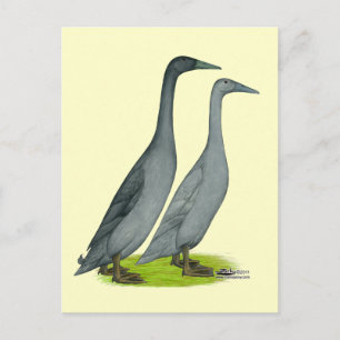 Blue Runner Ducks Postkarte