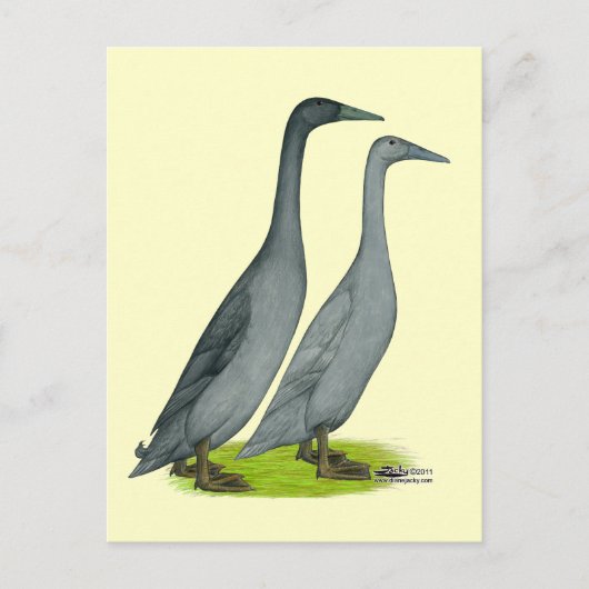 Blue Runner Ducks Postkarte (Vorderseite)