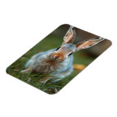 Blue Russian Bunny, Magnet (Linke Seite)