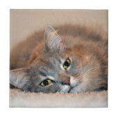 Blue Russian Cat Long Hairs by Shirley Taylor Fliese (Vorderseite)