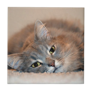 Blue Russian Cat Long Hairs by Shirley Taylor Fliese