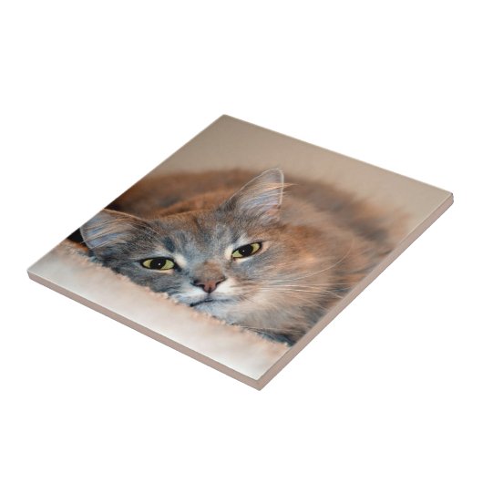 Blue Russian Cat Long Hairs by Shirley Taylor Fliese (Seite)