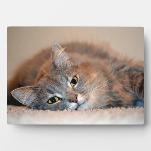 Blue Russian Cat Long Hairs by Shirley Taylor Fotoplatte (Vorderseite)