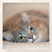 Blue Russian Cat Long Hairs by Shirley Taylor Glasuntersetzer (Vorderseite)