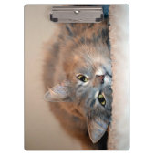 Blue Russian Cat Long Hairs by Shirley Taylor Klemmbrett (Vorderseite)