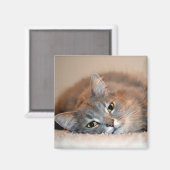 Blue Russian Cat Long Hairs by Shirley Taylor Magnet (Vorderseite/Rückseite)