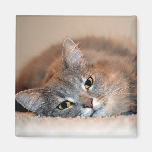 Blue Russian Cat Long Hairs by Shirley Taylor Magnet (Vorne)