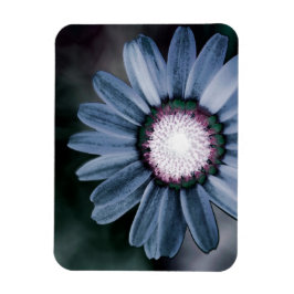 Blue Rustic Daisy Flexible Foto Magnet