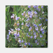 Blue Sage Blume Magnet (Vorne)