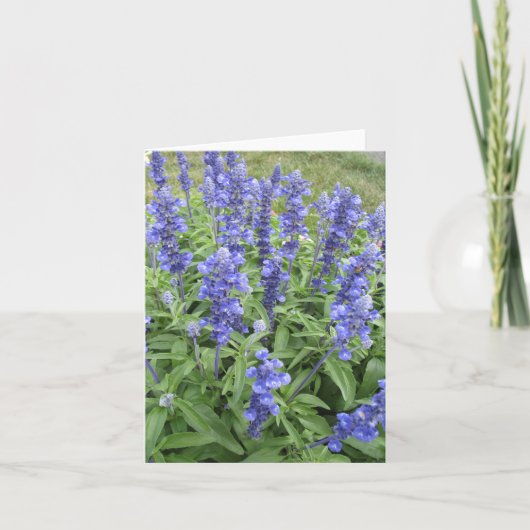 Blue Salvia Garden Blume Blankokarte Karte (Vorderseite)
