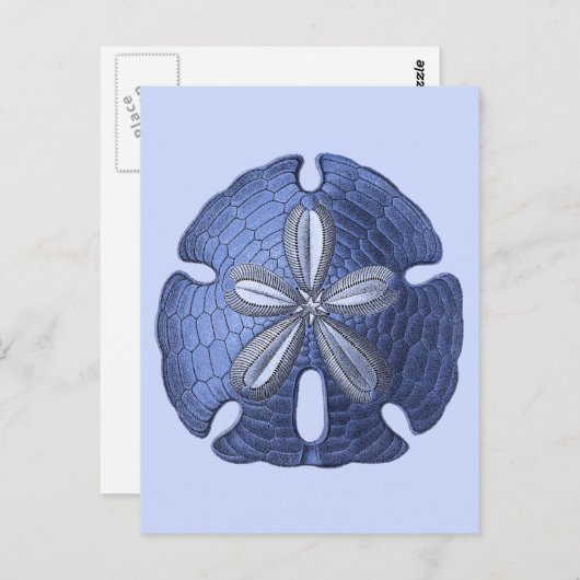 Blue Sand Dollar Postkarte (Vorne/Hinten)