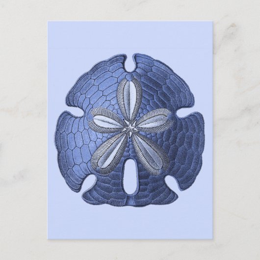 Blue Sand Dollar Postkarte (Vorderseite)