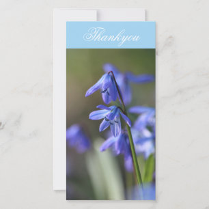 Blue Scilla siberica (Wood Squill) Blume Dankeskarte