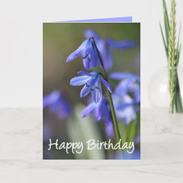 Blue Scilla siberica (Wood Squill) Blume Karte