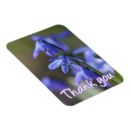 Blue Scilla siberica (Wood Squill) Blume Magnet (Rechte Seite)